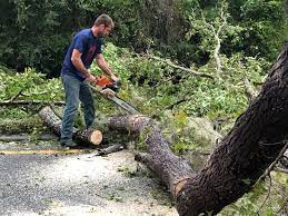 Tree and Shrub Care in Sutter Creek, CA