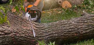 Trusted Sutter Creek, CA Tree Removal Services Experts