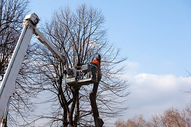 Best Hazardous Tree Removal  in Sutter Creek, CA